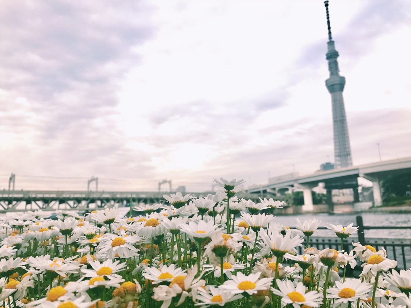 日本最全旅游时间表！日本最佳旅游时间 