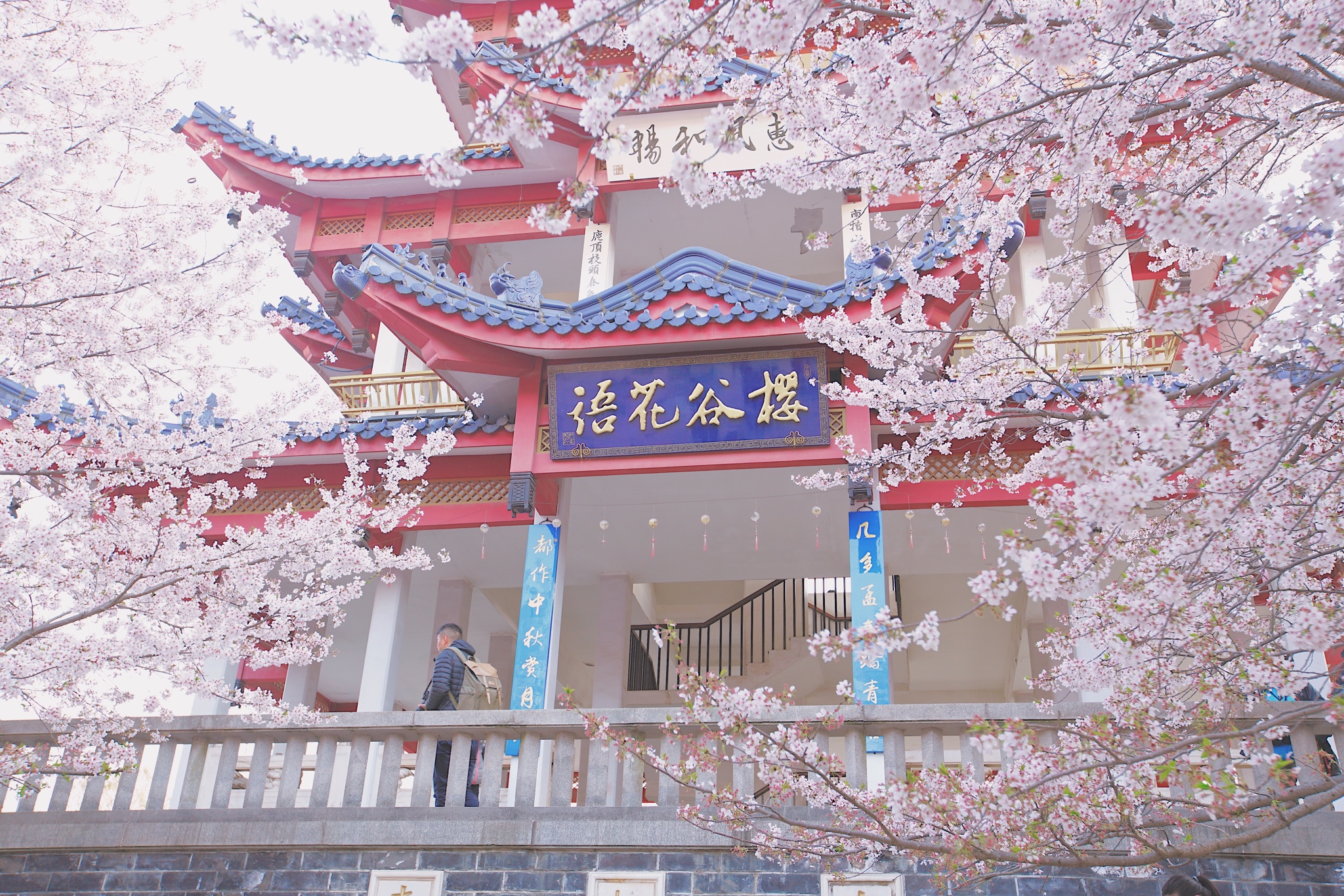 太湖鼋头渚风景区-樱花谷    