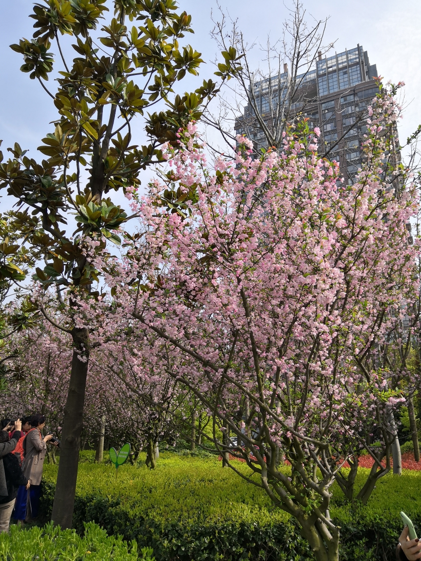 金华国际友城公园赏樱花