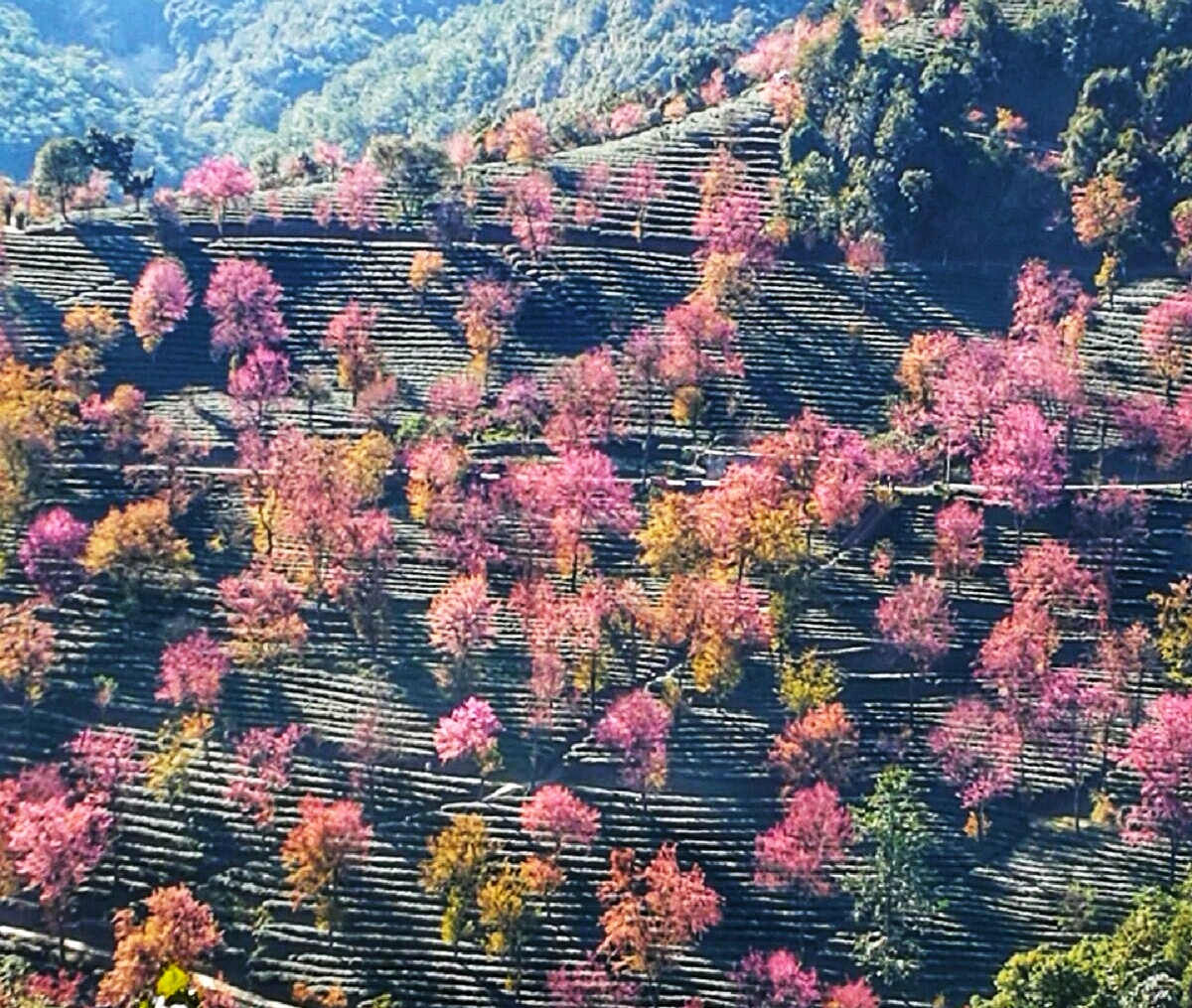 【景东景点图片】无量山