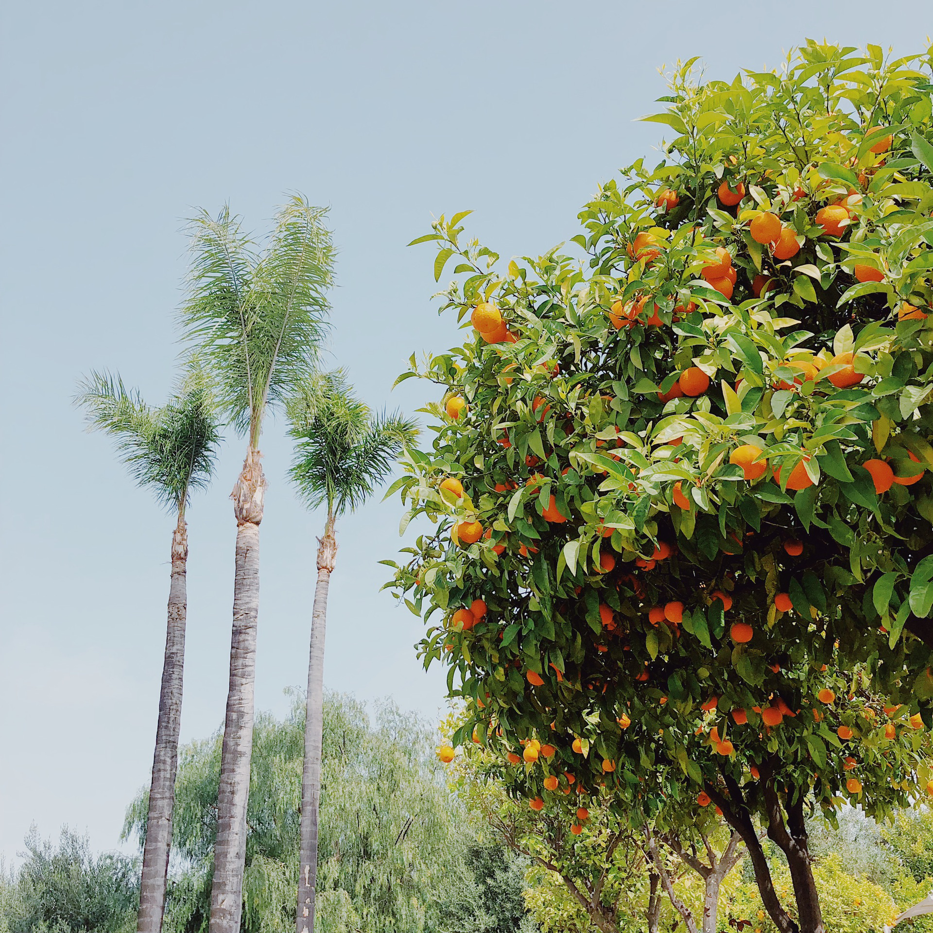 东京美食-Mikuniya