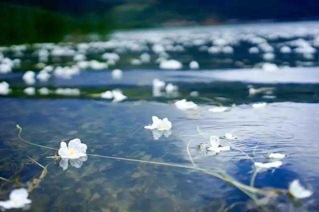 南诏风情岛~漫步花海~玉龙雪山冰川公园~泸沽湖看水性杨花~乘猪槽船)