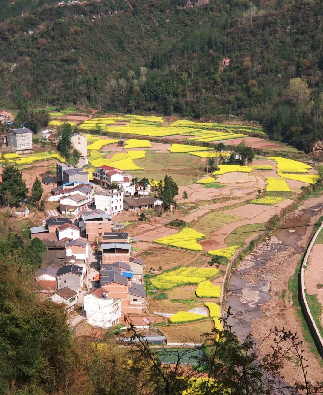 再探黑宝山，又逢花烂漫