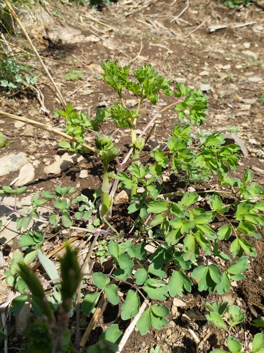 2019东北山野菜之一刺嫩芽猫爪子