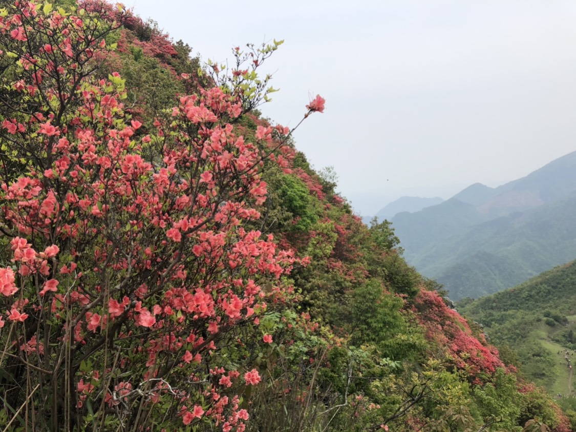 【旌德景点图片】马家溪森林公园黄高峰