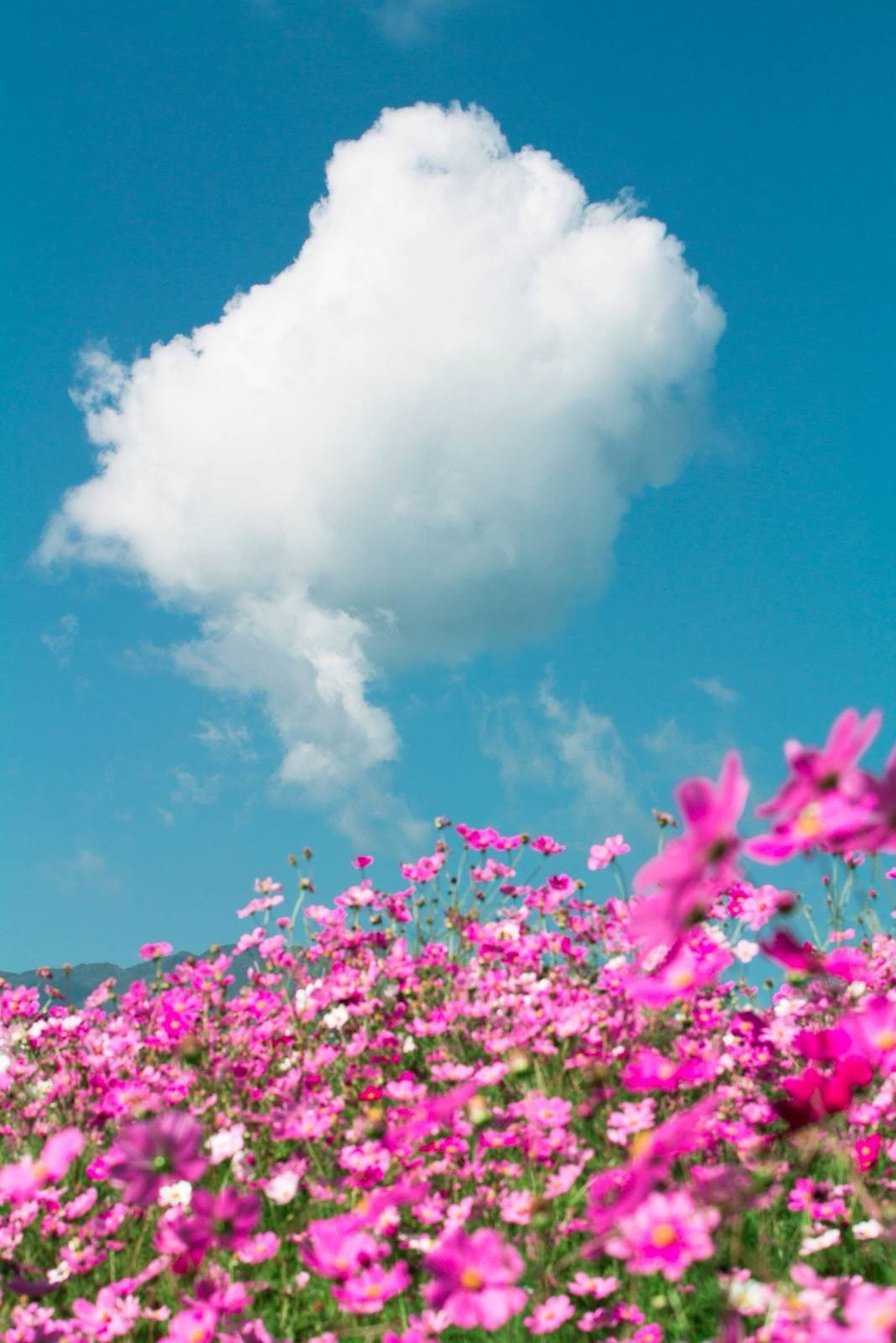             格桑花海