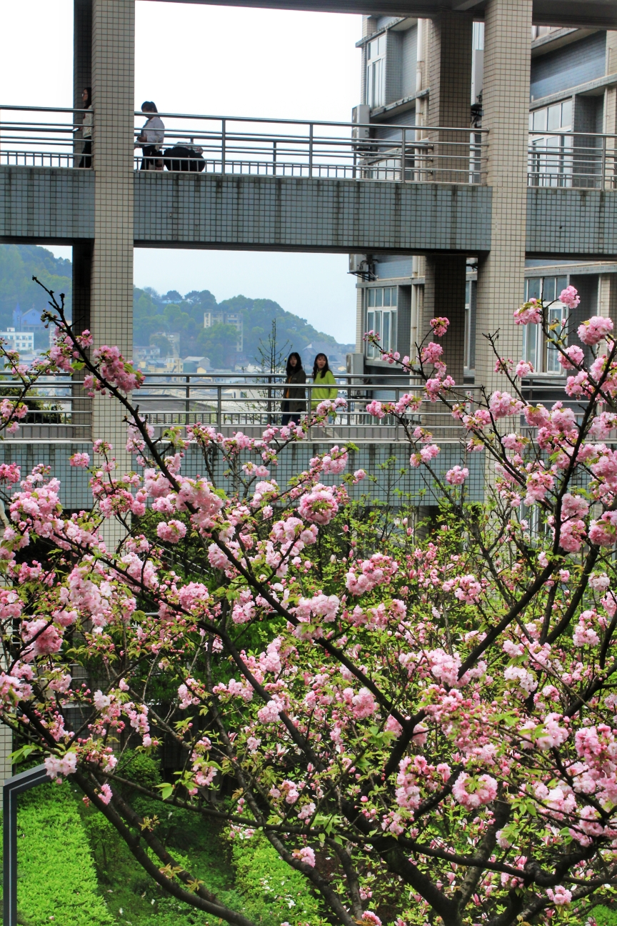 在重庆邮电大学偶遇樱花盛开