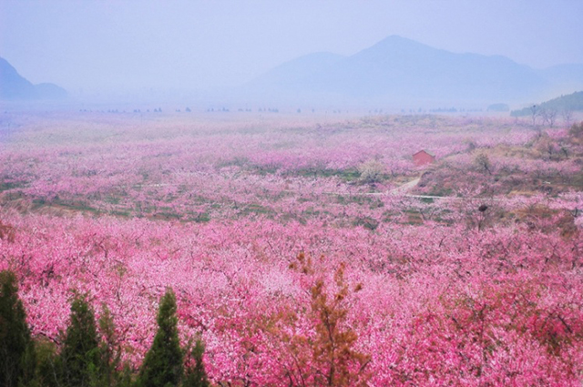 北京平谷桃花海1日自驾导航路线