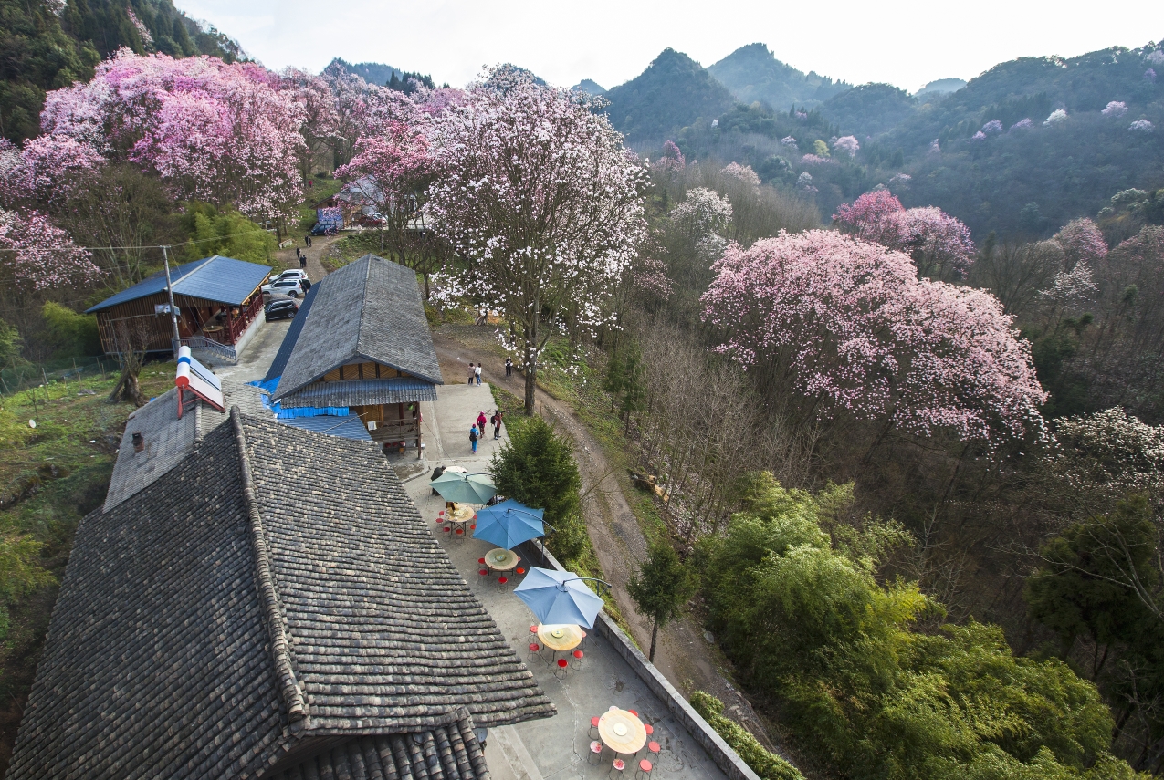 江油吴家后山辛夷花