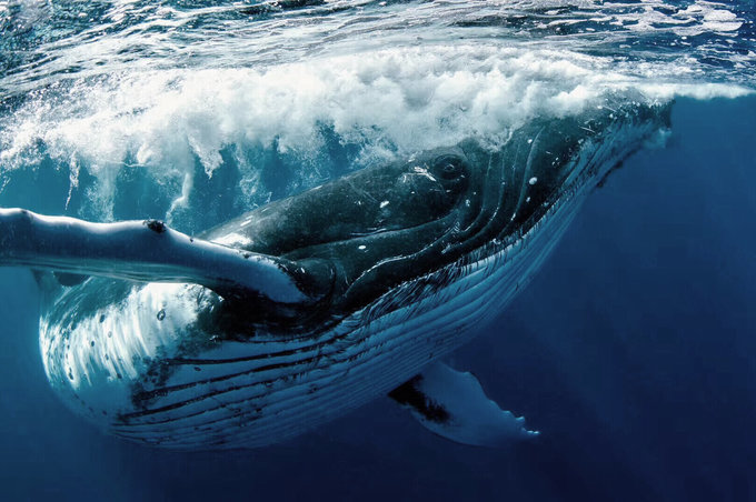 ·水与火的礼赞---汤加、斐济、瓦努阿图观鲸、火山、鲨鱼潜水之旅_游记