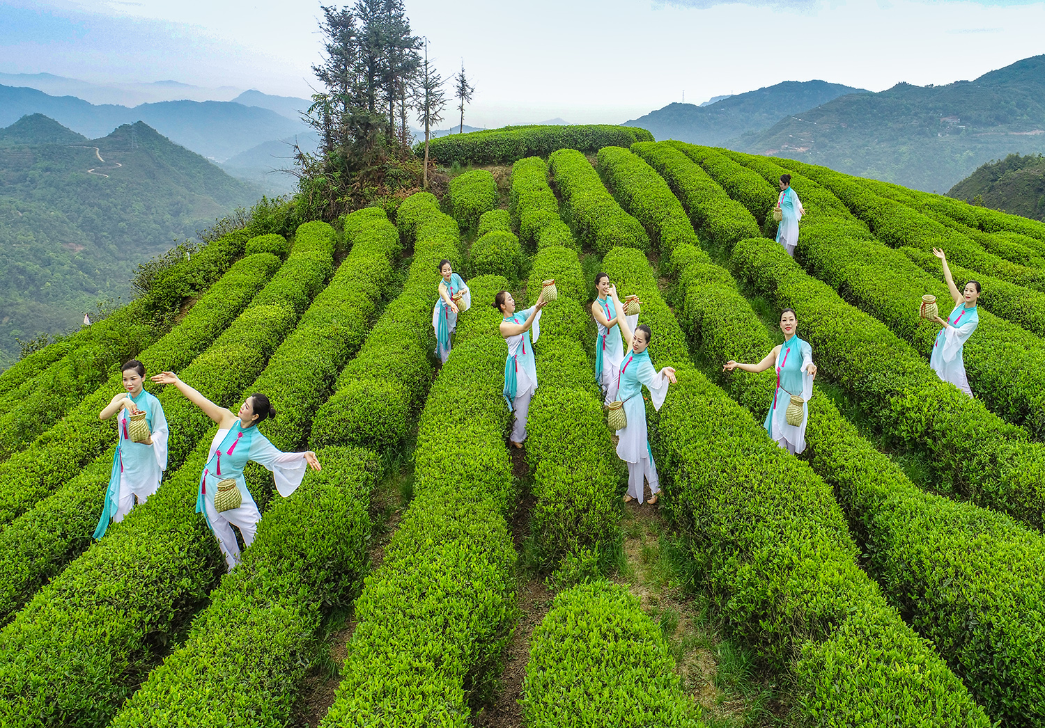 雾锁苍南五凤茶园 云雾缭绕似仙境