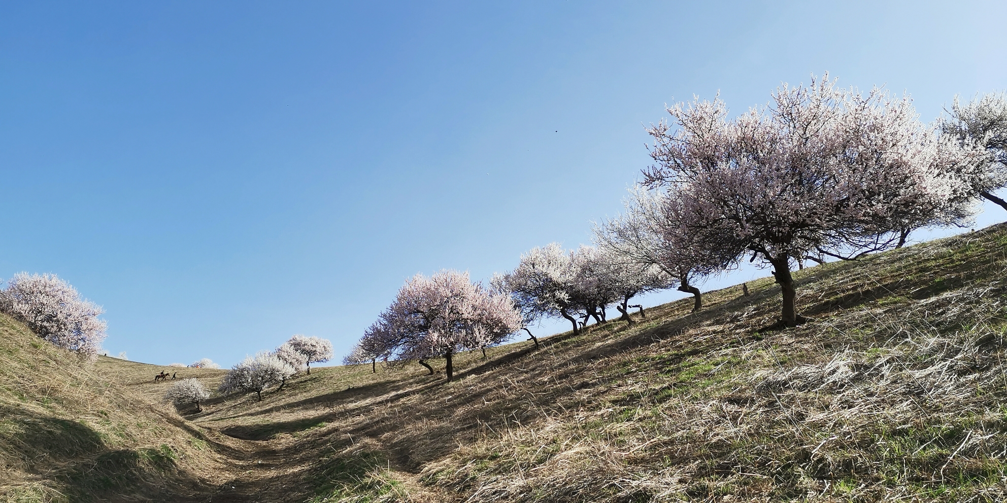 杏花沟野果林风景区