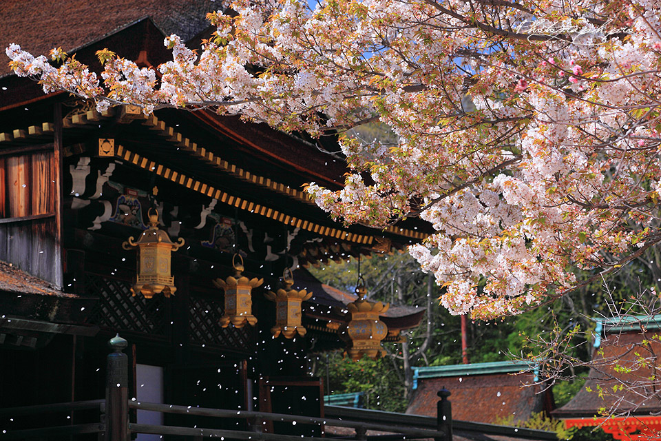 日本京都 伏见稻荷大社 圆山公园 只园一日游 (北野天满宫 平野神社