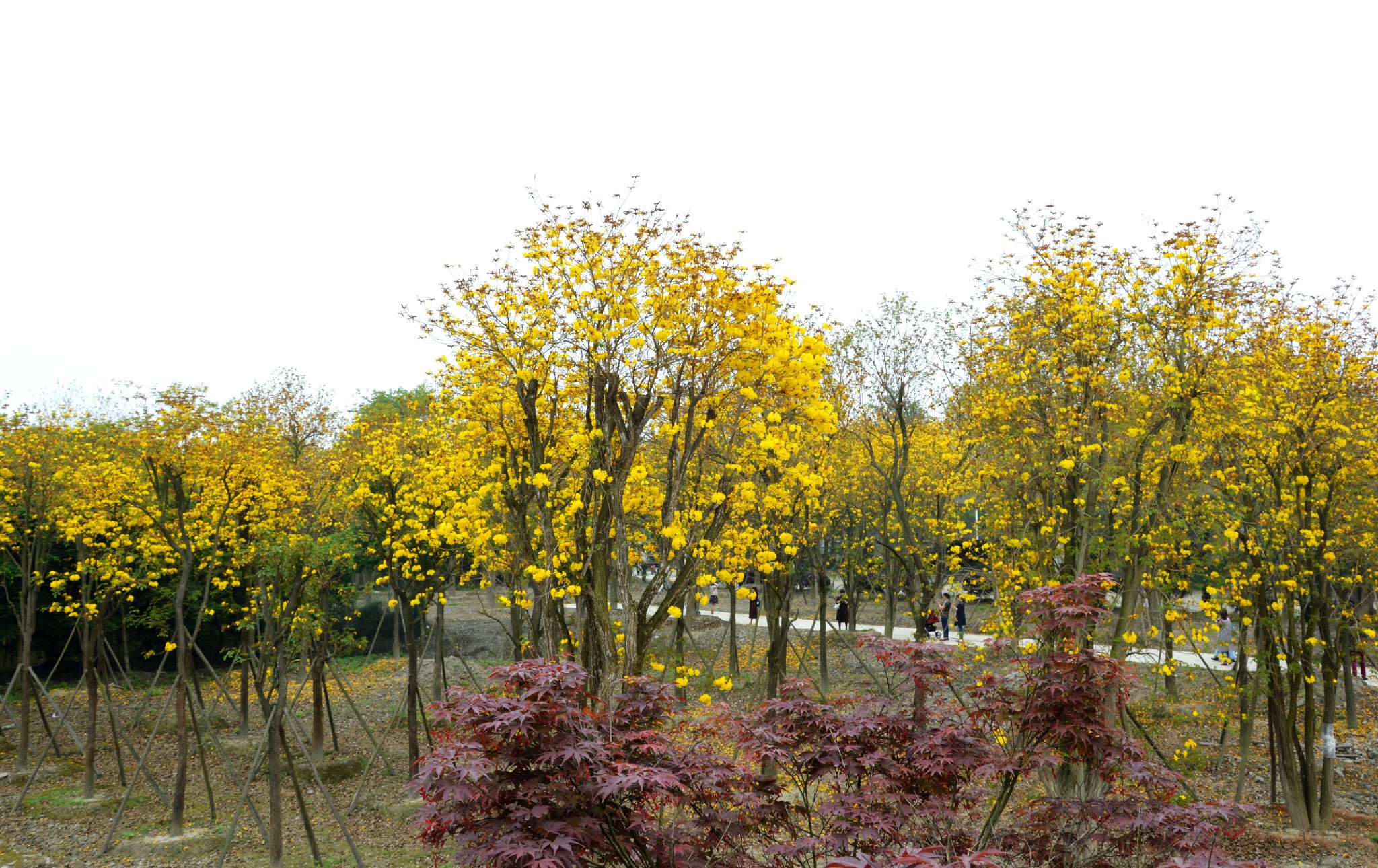 【成都】温江蓝枫园——黄花风铃木,诗一般的美好