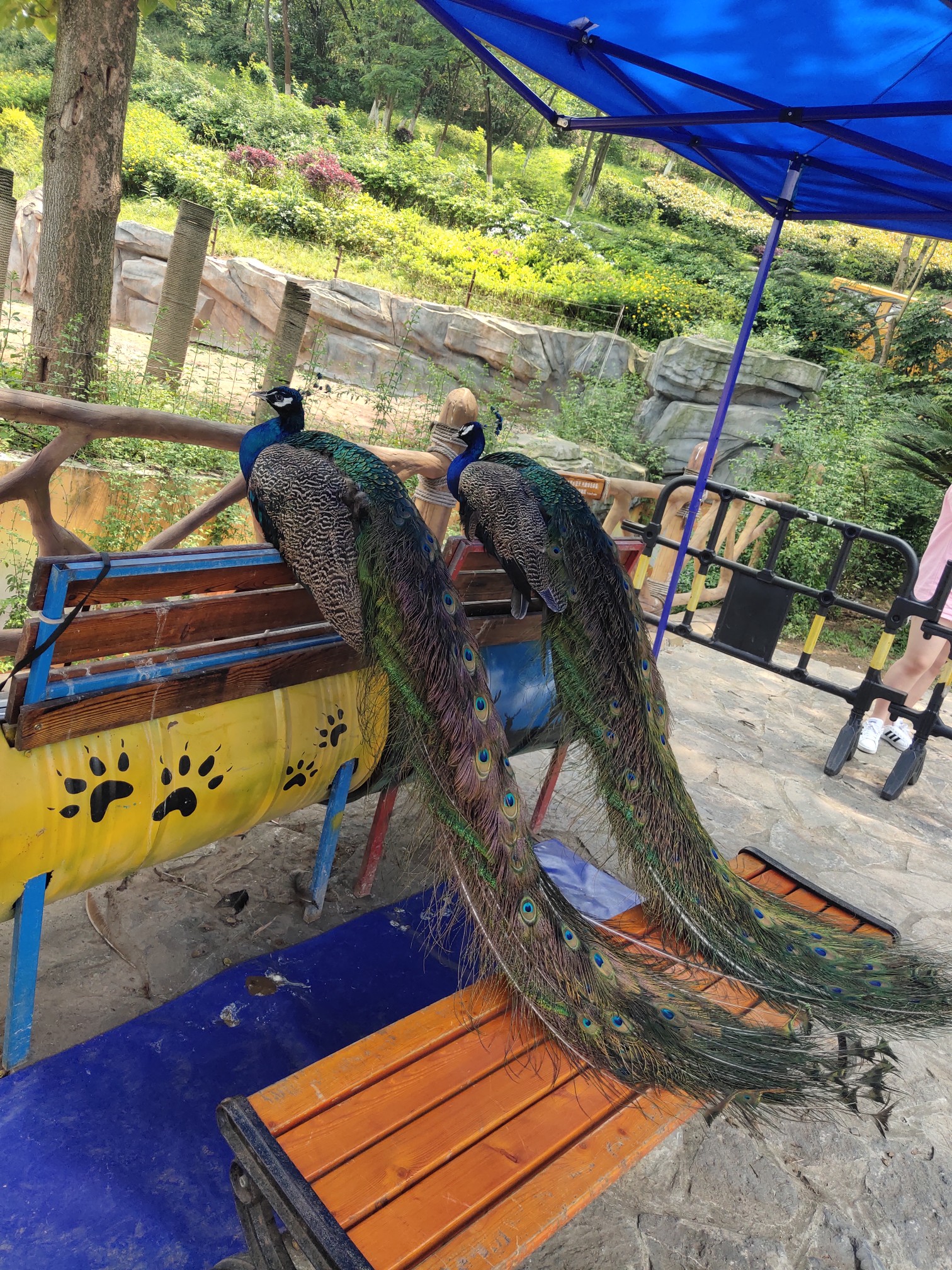 乐和乐都野生动物园-1,永川旅游攻略 - 马蜂窝