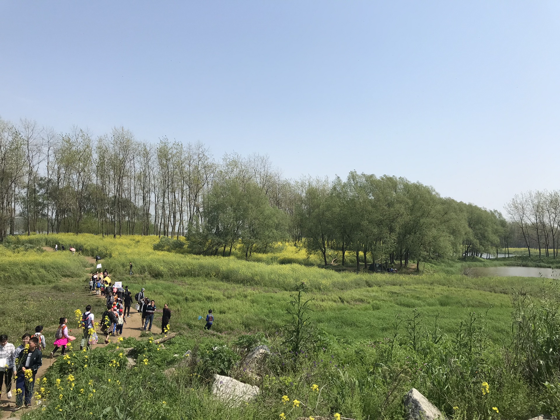 人间四月芳菲盛 斗米咀上油菜花,湘阴旅游攻略 - 马