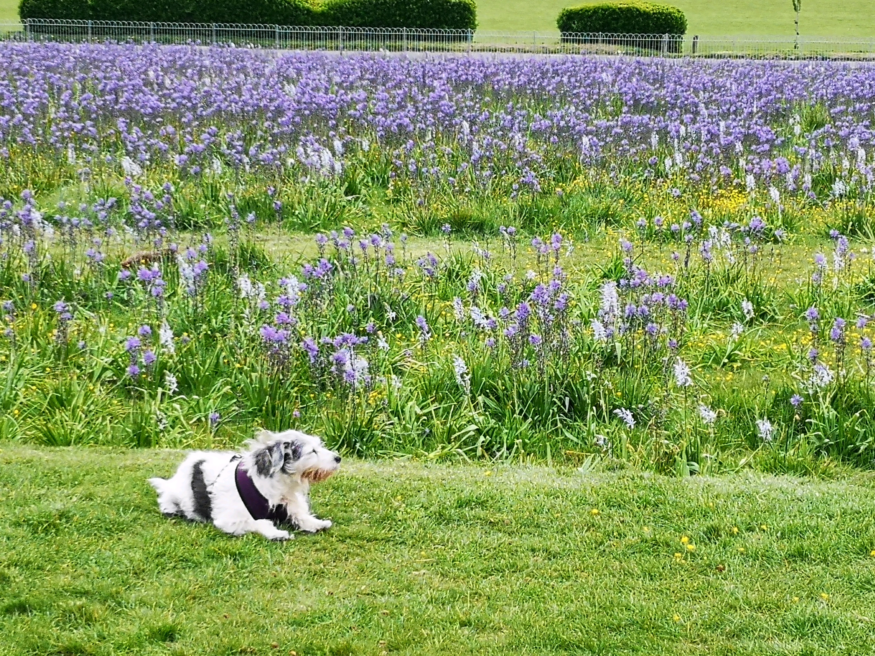 布莱顿美食-Dottie's Cafe