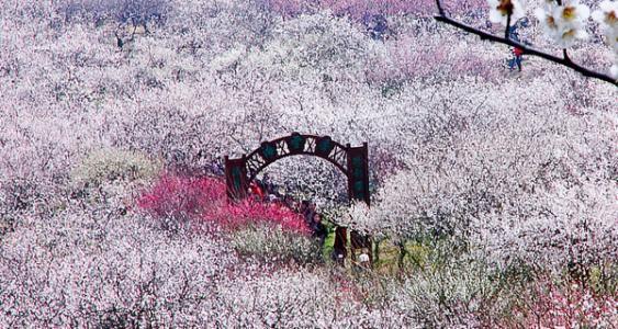 香雪海赏梅 东太湖湿地公园一日游