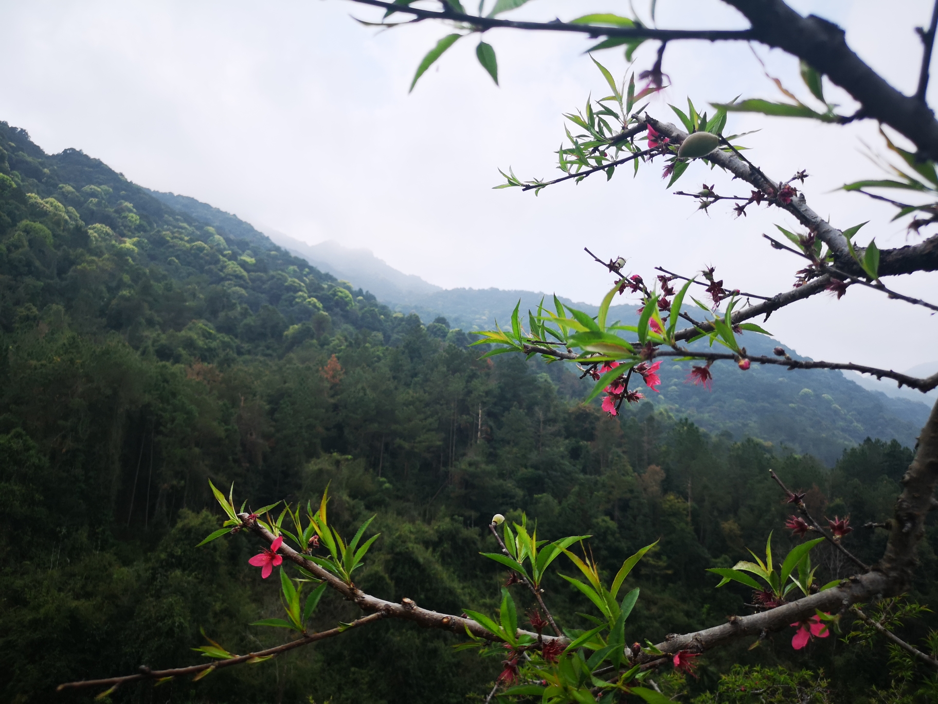 旅品.枇杷营地 从化香蜜山