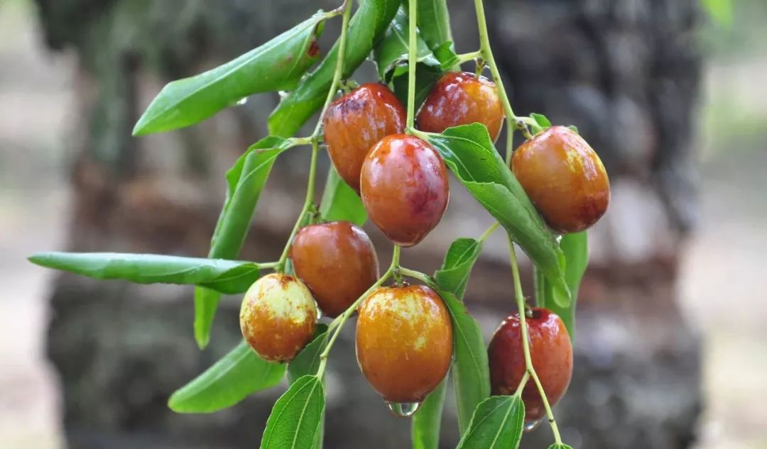 金丝小枣- 自然给予沧州人的独特馈赠