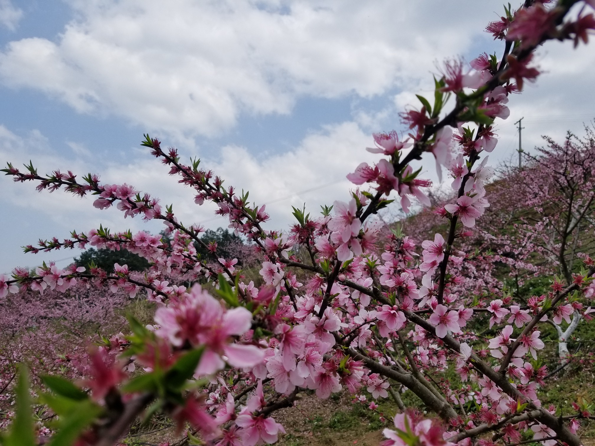 资源生态桃园行记，20190330