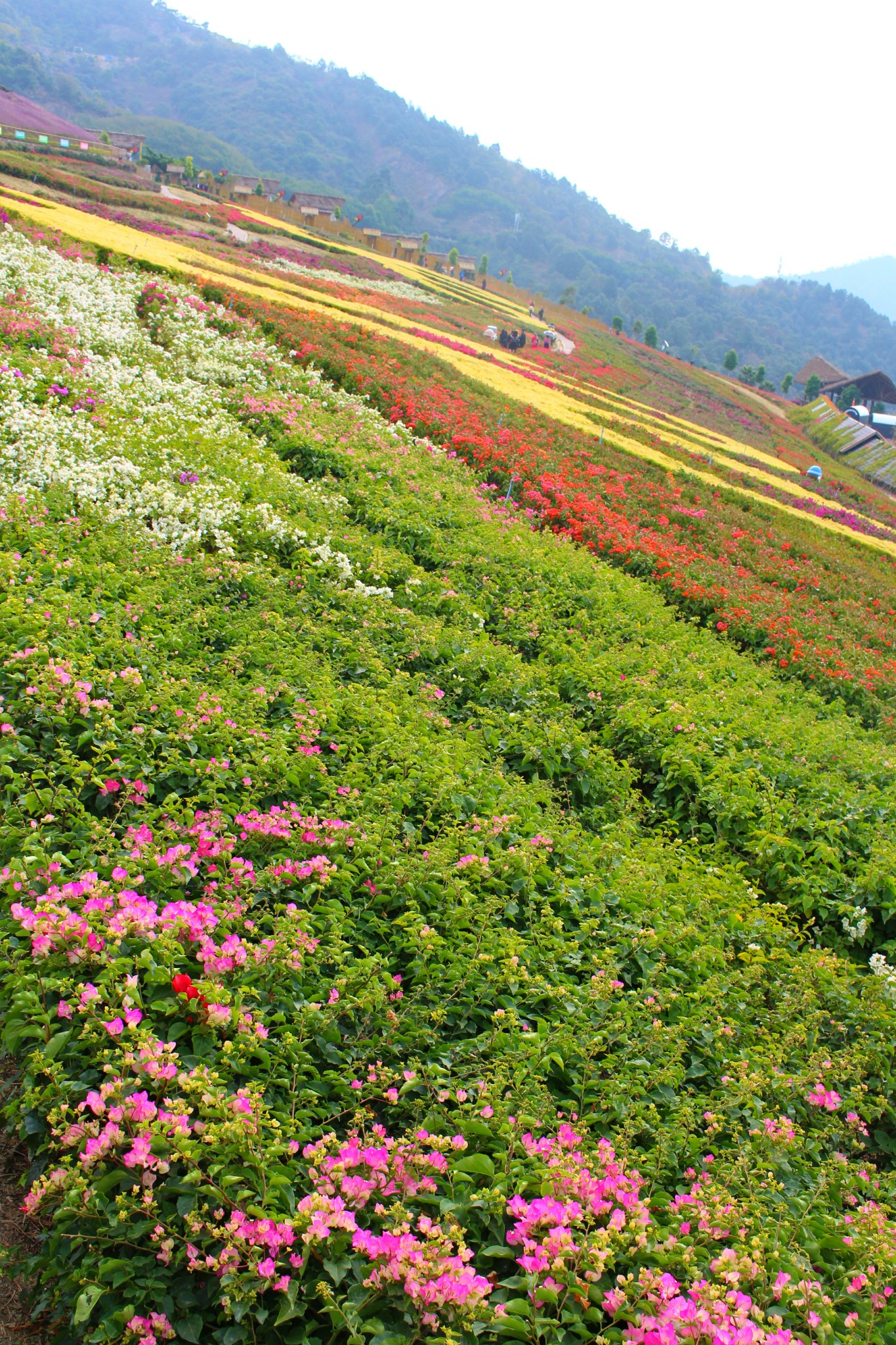 攀枝花花舞人间        