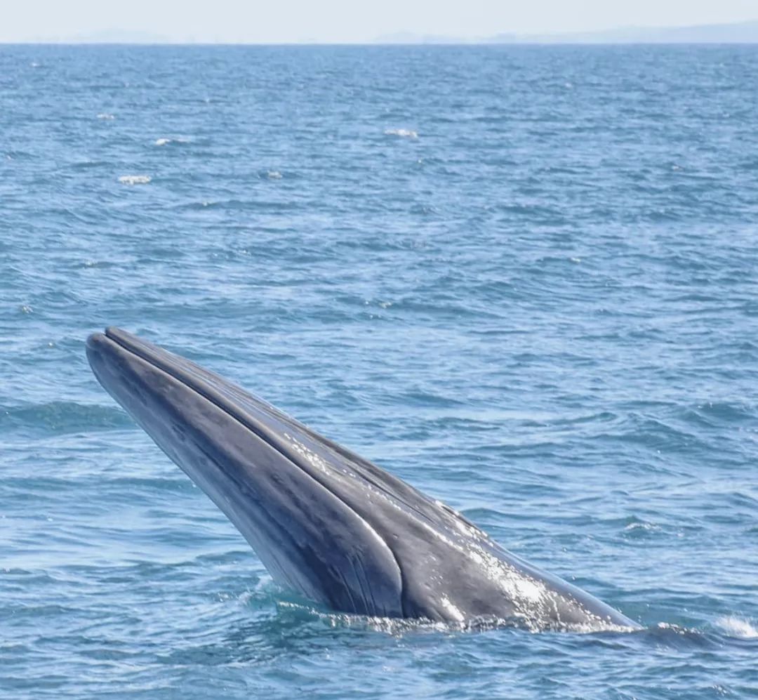 sei whale 塞鲸  塞鲸分布在全世界海洋范围内,生活在南半球的塞鲸体