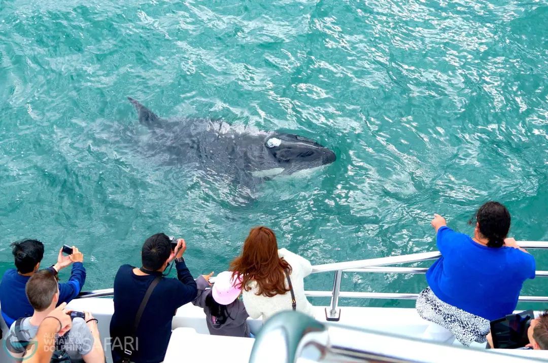 奥克兰鲸鱼海豚巡游之旅