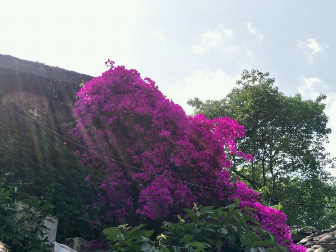 重庆美食-八哥家常菜