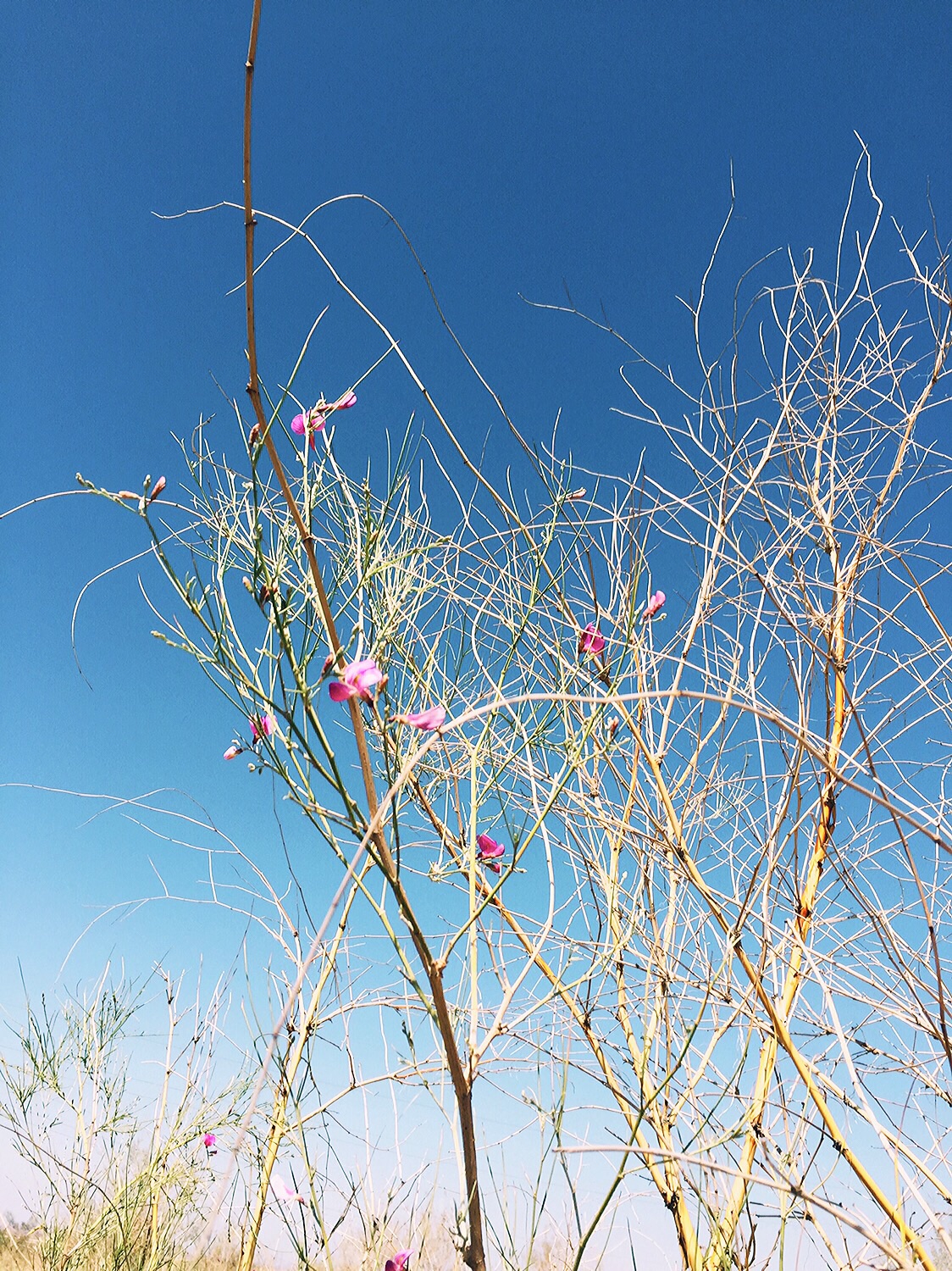 老家休闲纳凉_游记