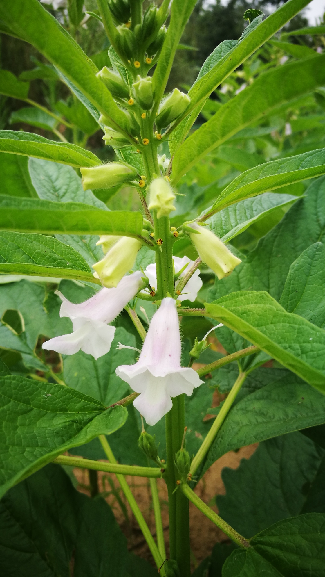 芝麻开花