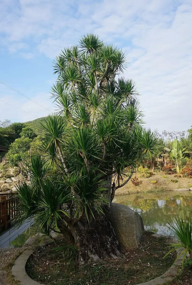 羊年岁尾海南行吟之三——观三亚南山不老松