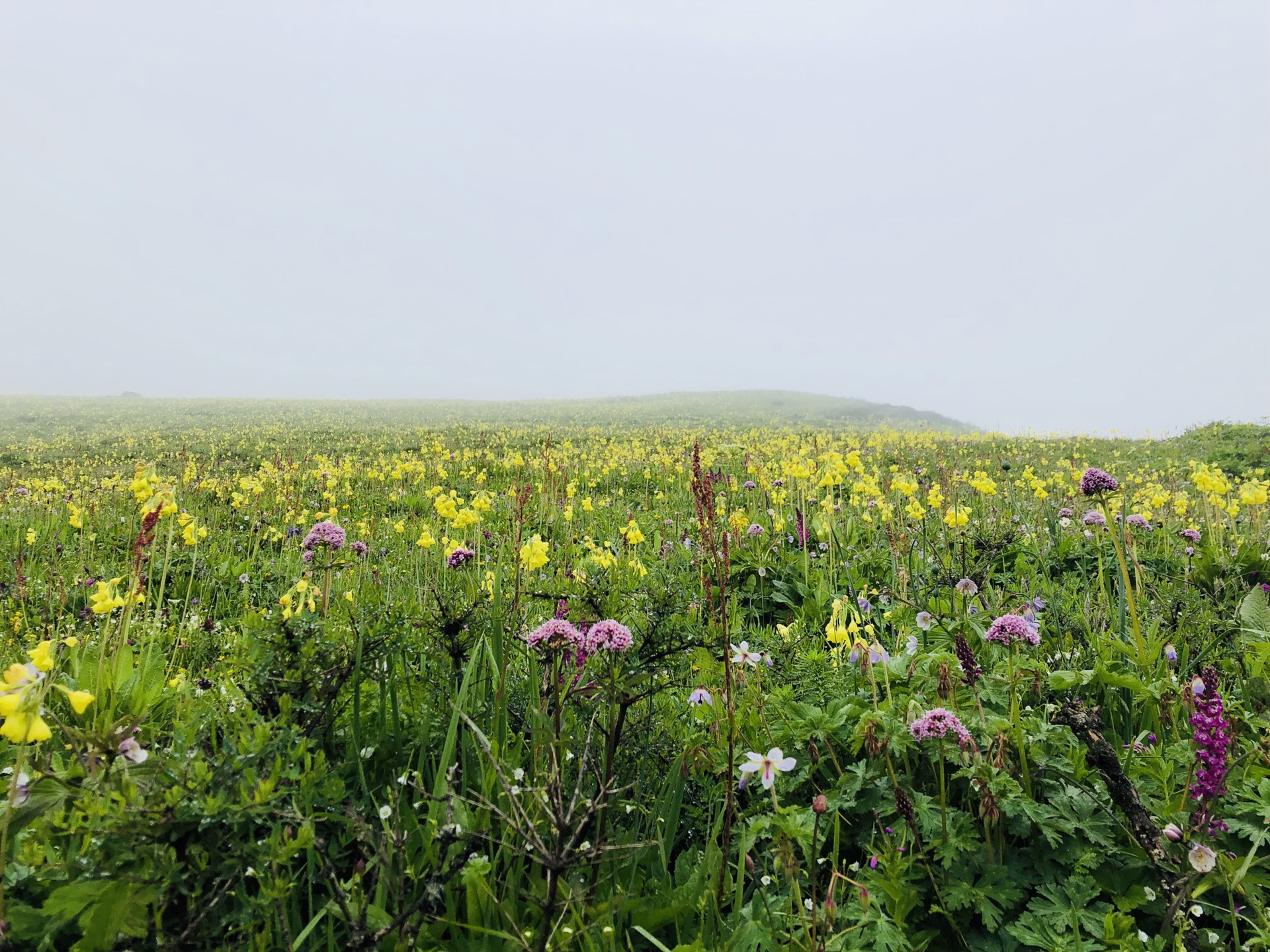 九顶山花海_游记