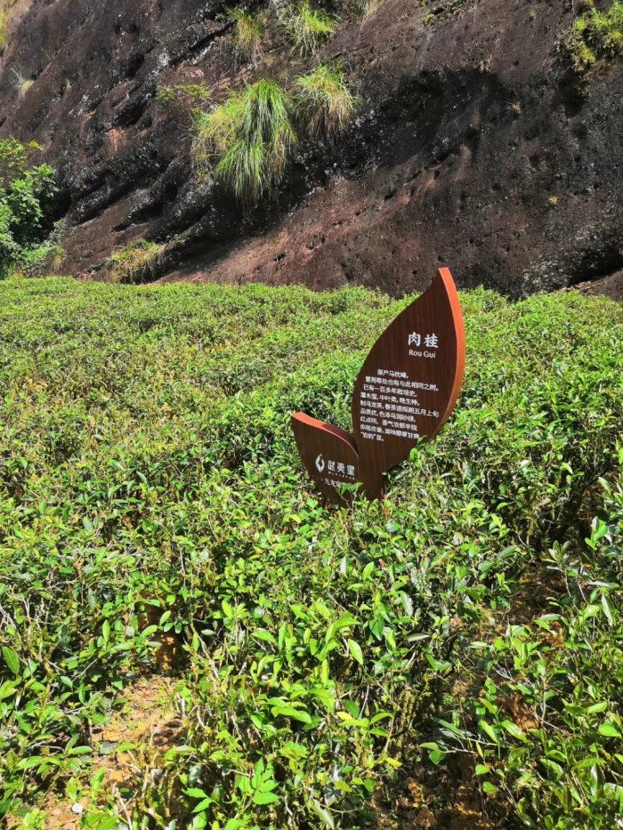 现在武夷山天气很热吗