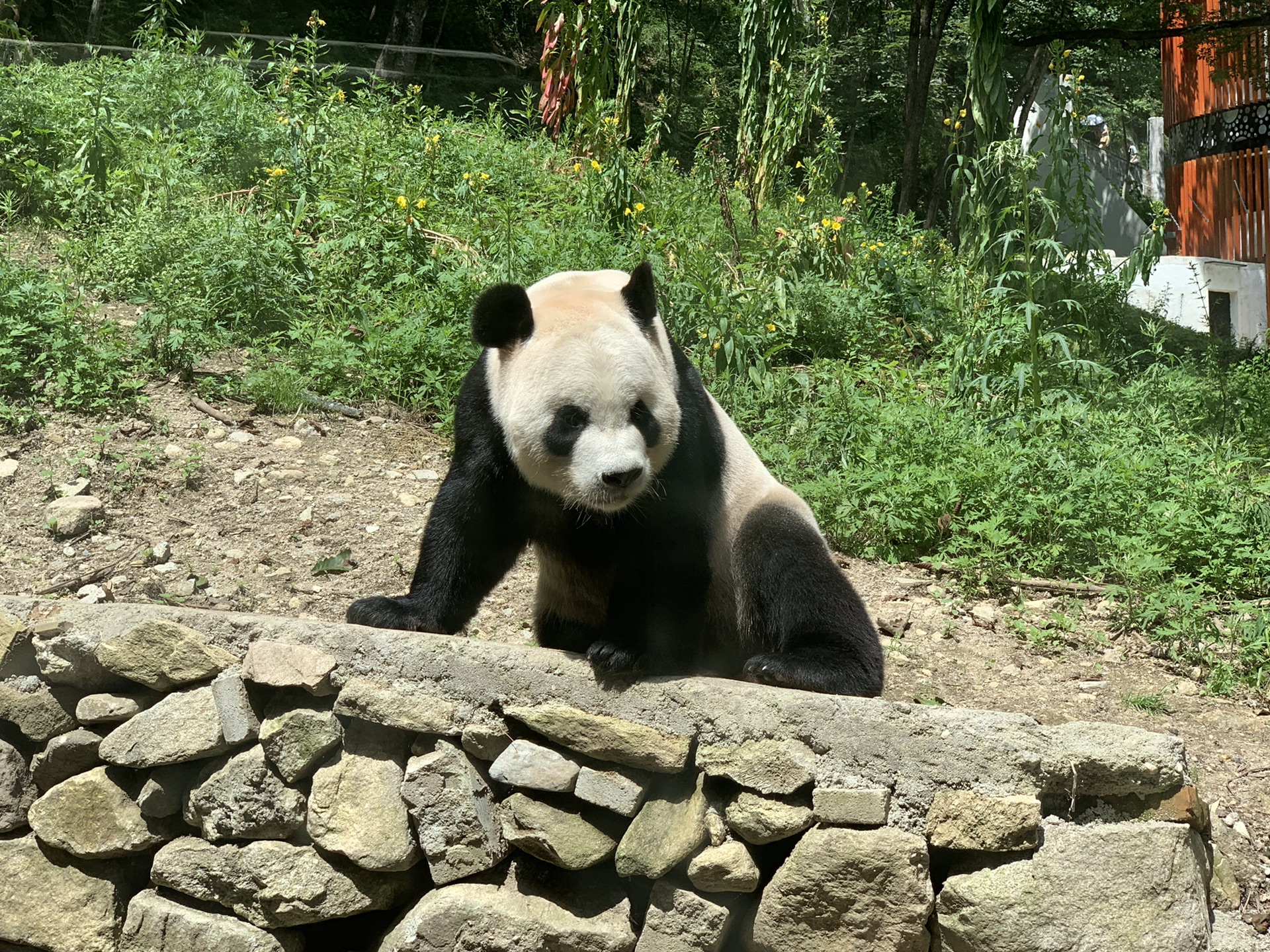 佛坪旅游—熊猫谷