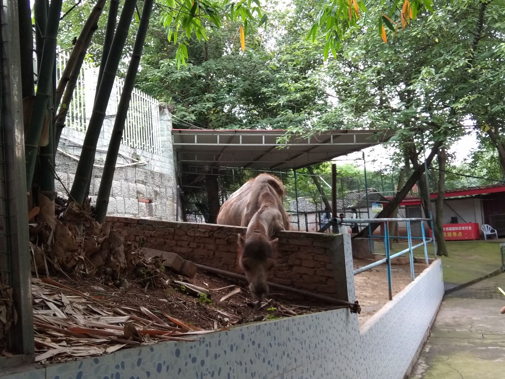 自贡市彩灯公园动物园      