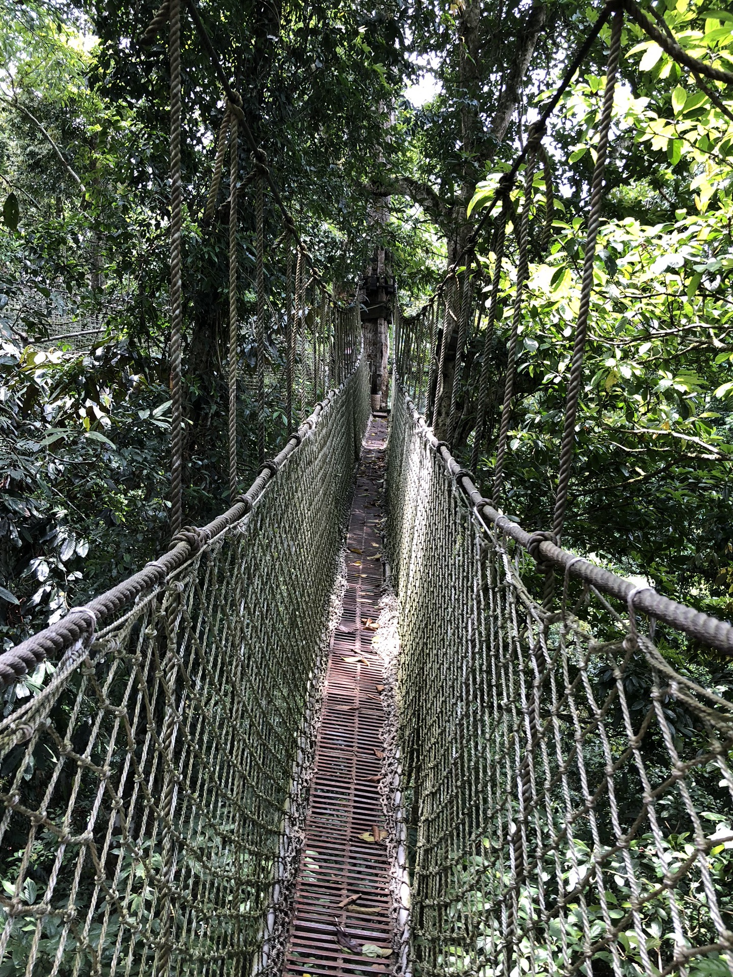 望天树空中走廊