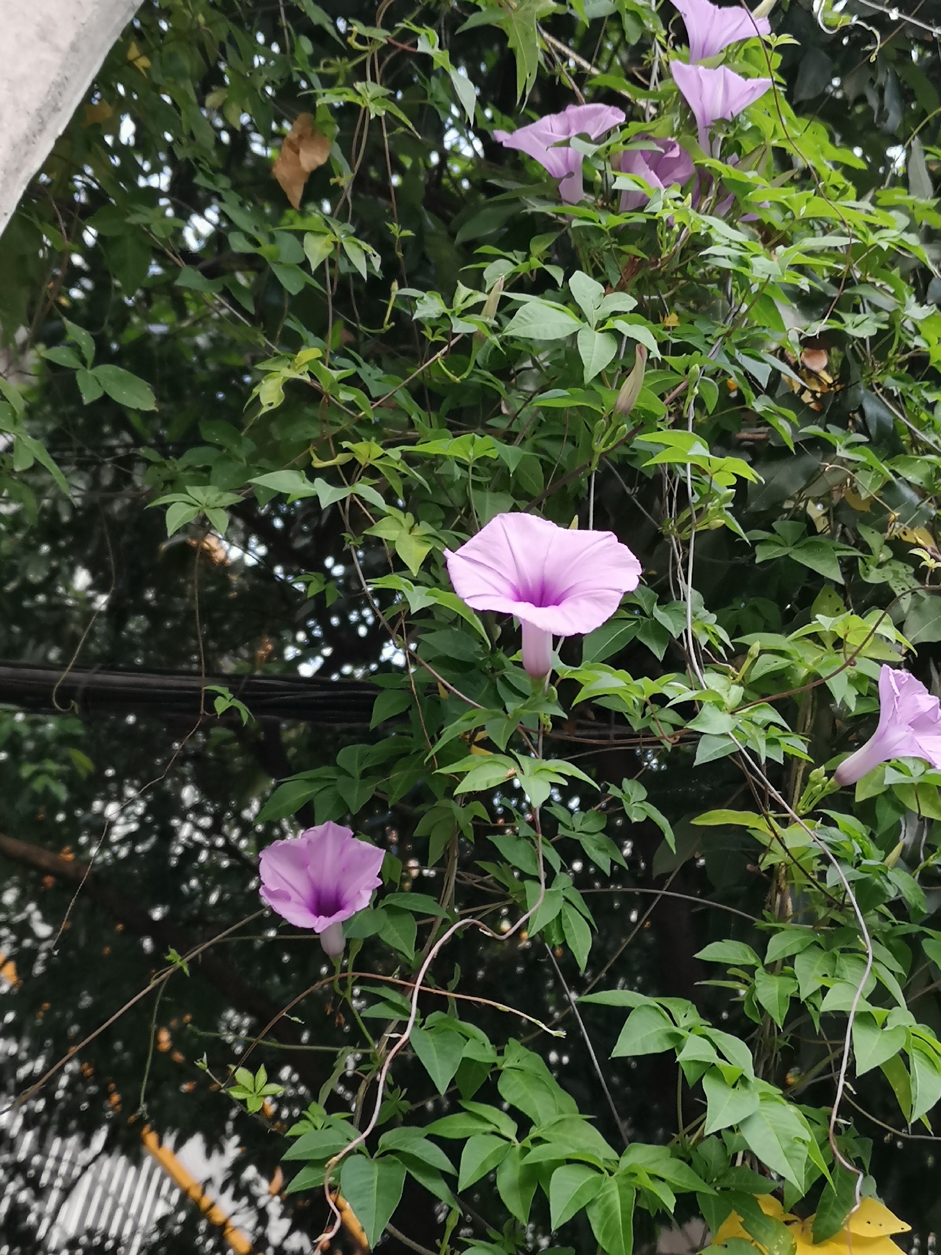 深圳美食-丰年港式茶餐厅