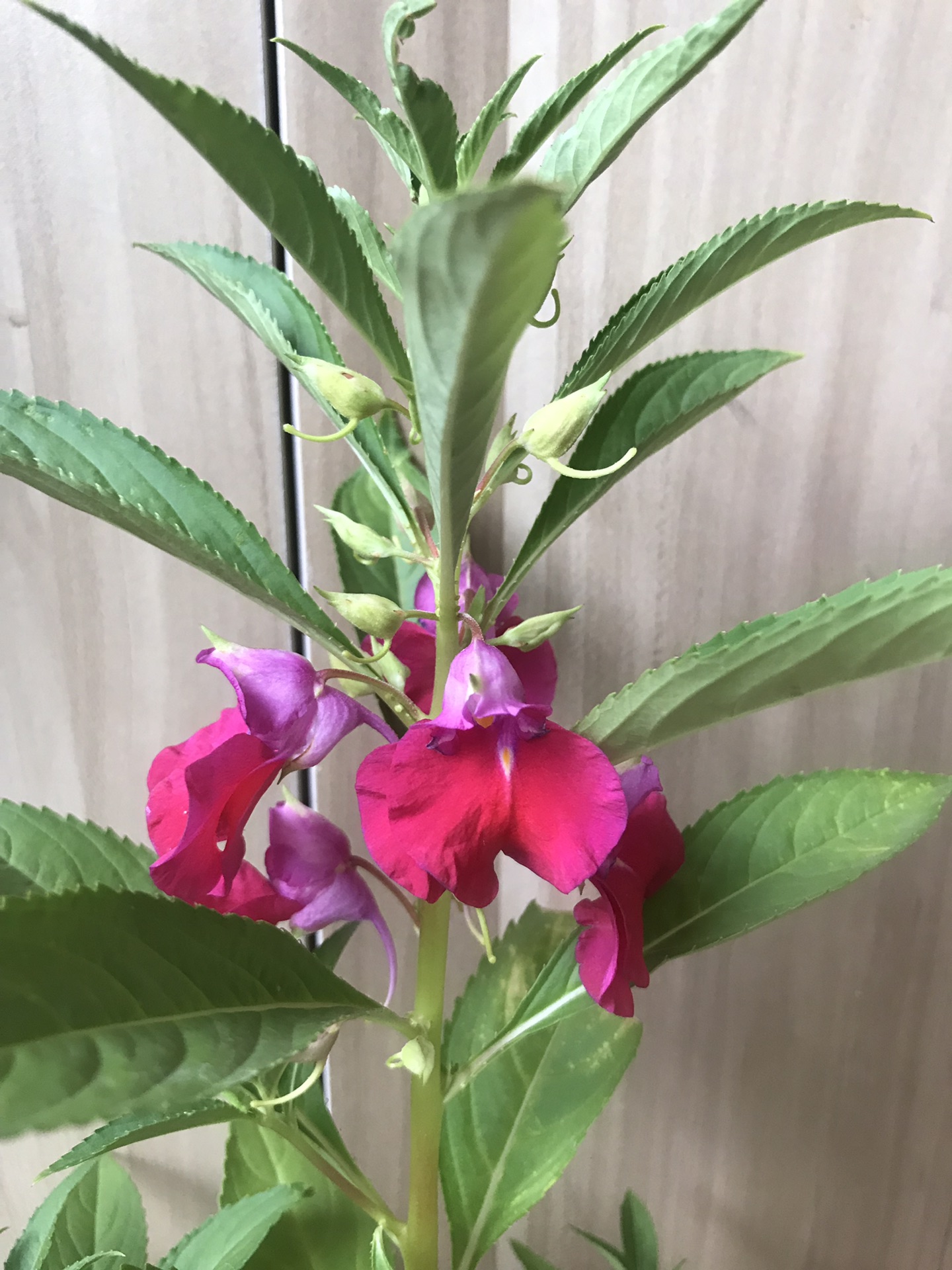 凤仙花生长日记