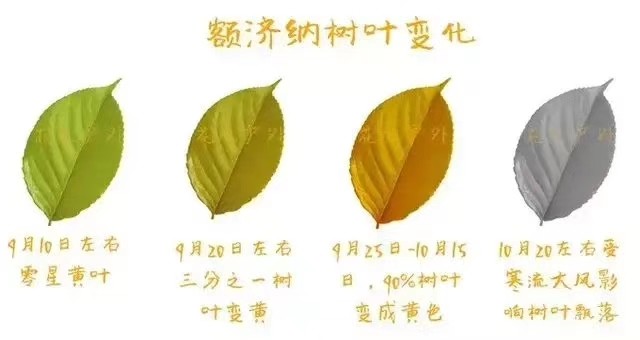 额济纳旗最佳时间,穿衣指数,行程路线