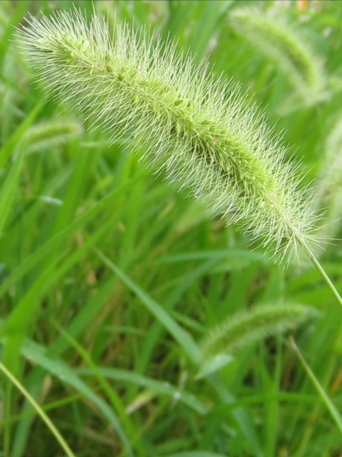 北京美食-阳澄湖大闸蟹