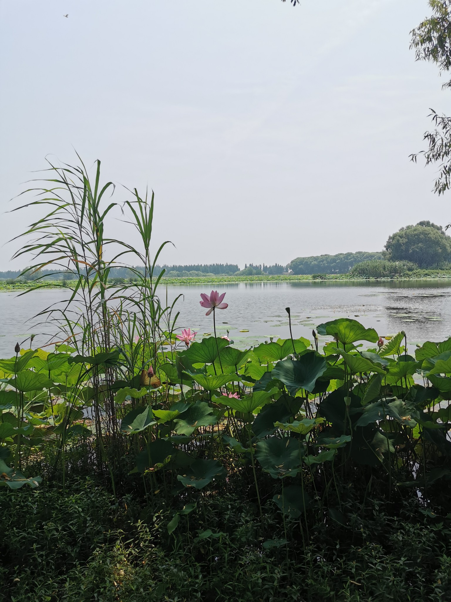 洪湖水呀浪呀么浪打浪啊~~~,洪湖岸边荷花仙子在身旁