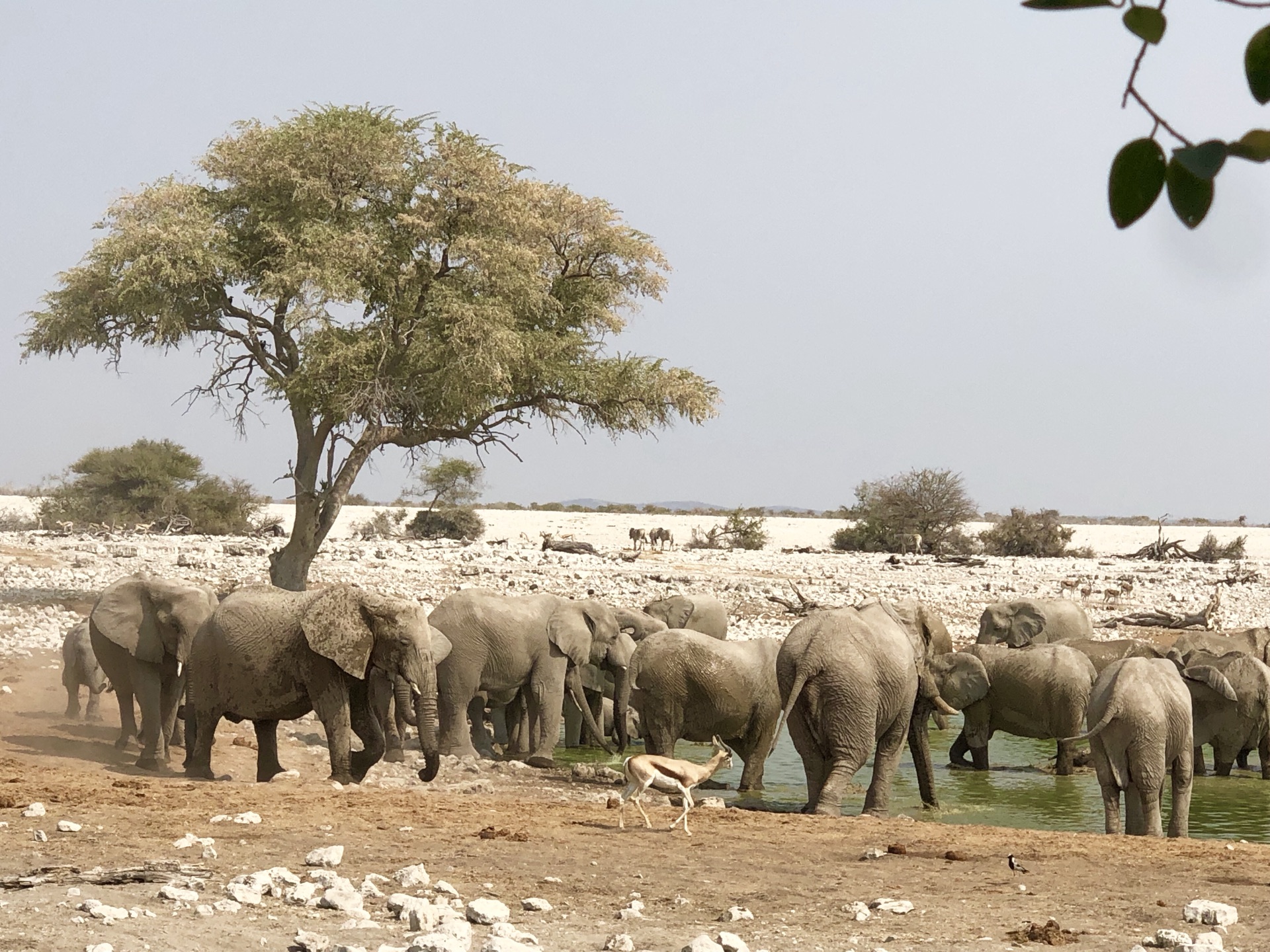 ·纳米比亚+南非 一场流放荒原的精彩旅程_游记