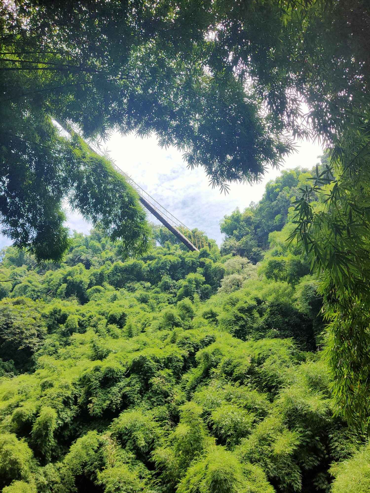 川西竹海野竹分青霭飞泉挂碧峰