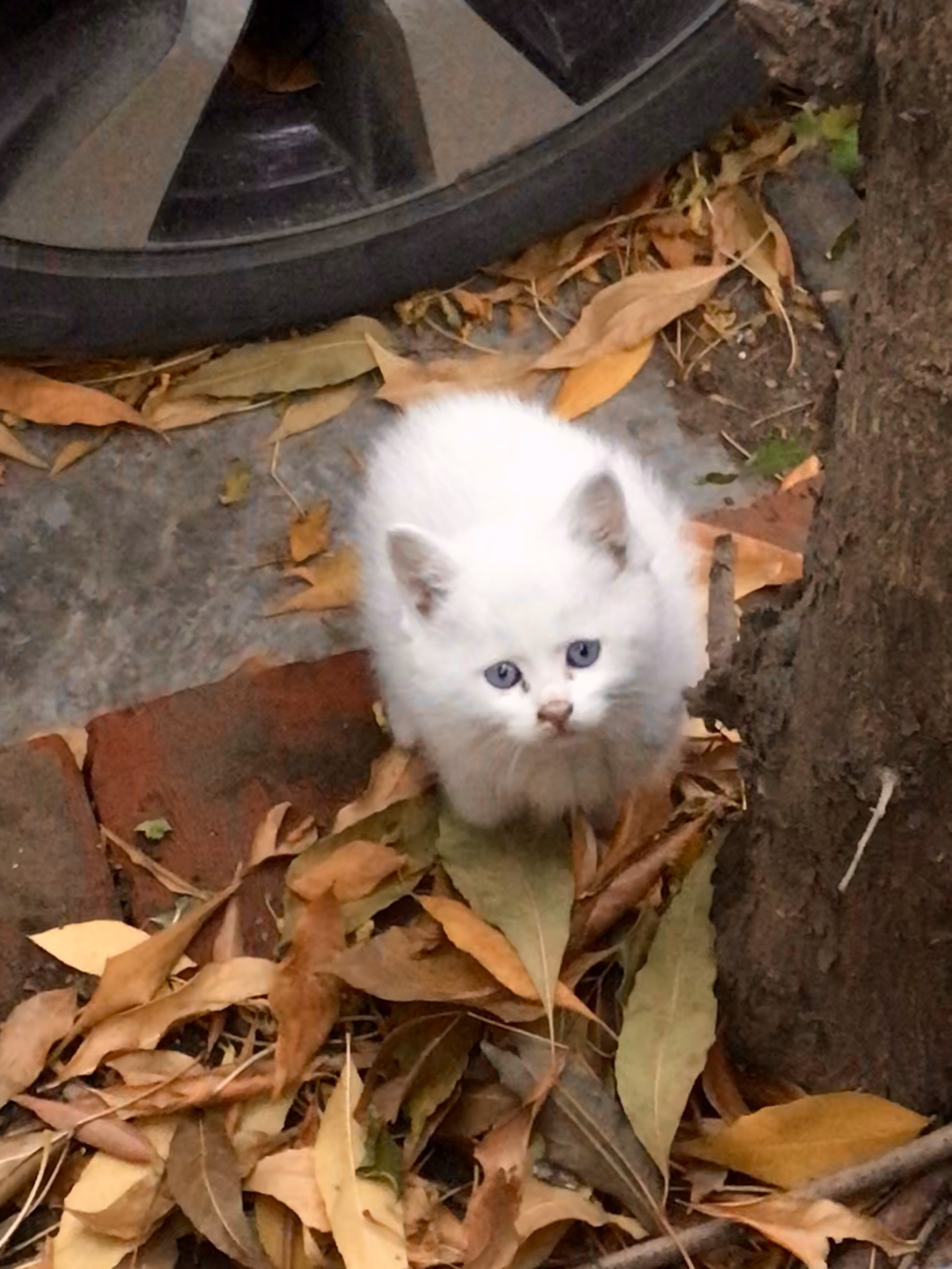 北京美食-港丽餐厅