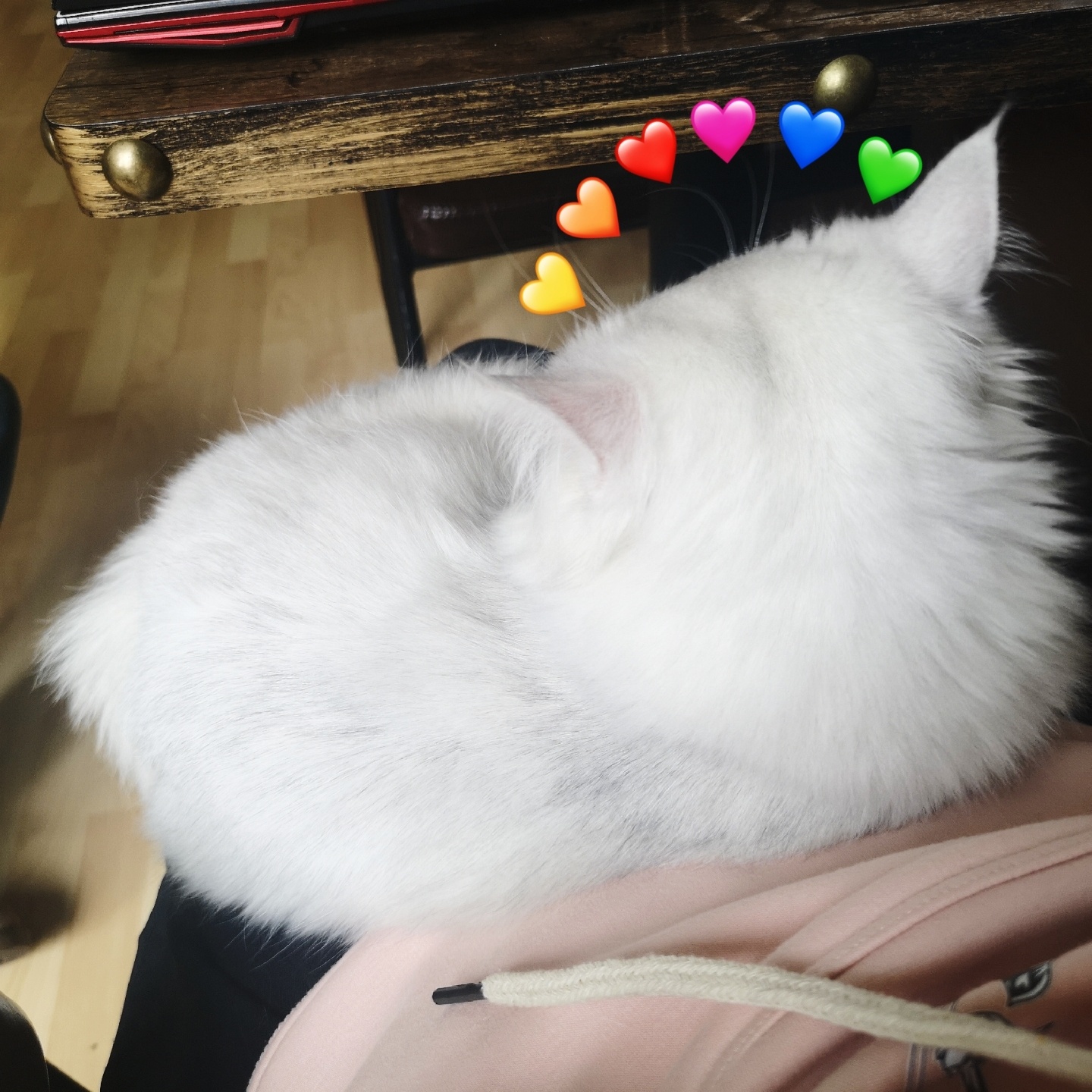 南京美食-南梧草堂Barrique清吧猫咖