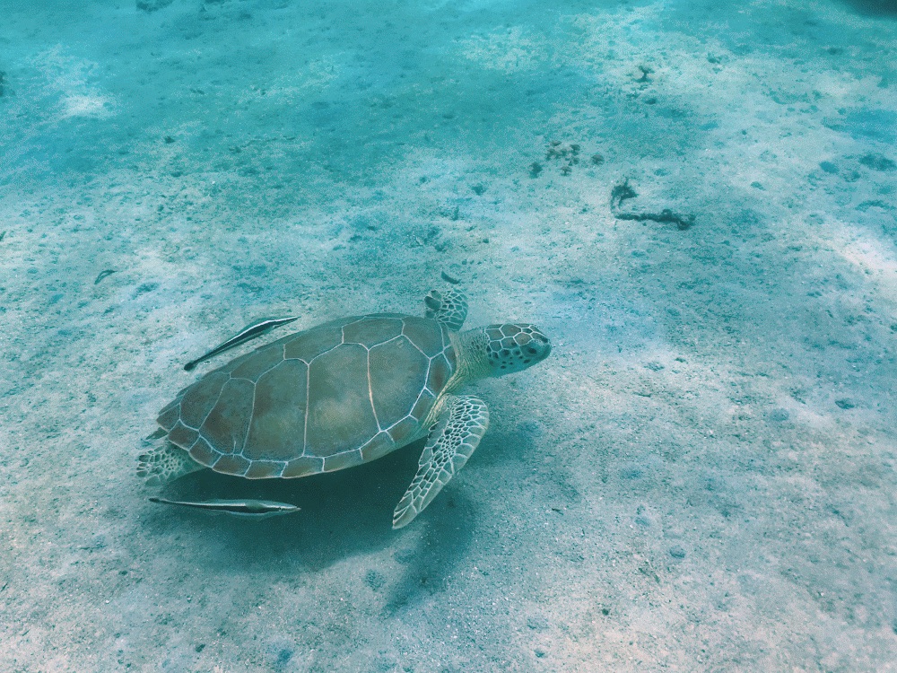 上天下海，出岛进城---波多黎各_游记