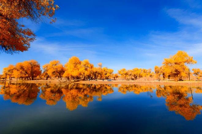 内蒙古 阿拉善 额济纳旗胡杨林 | 最美的秋天在这里(二)_游记