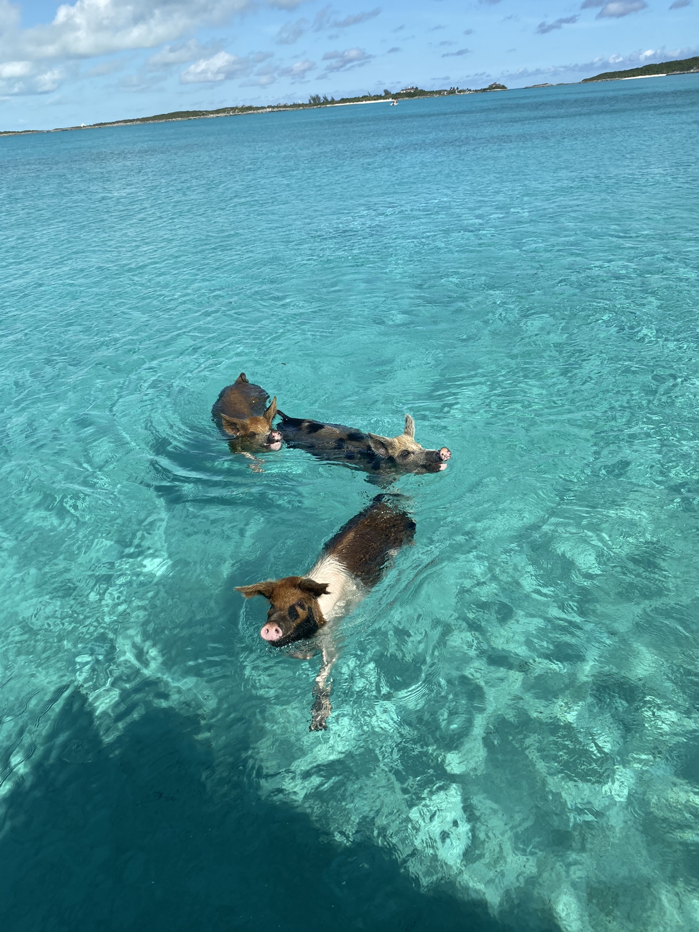 蜜月旅行 美西+巴哈马_游记