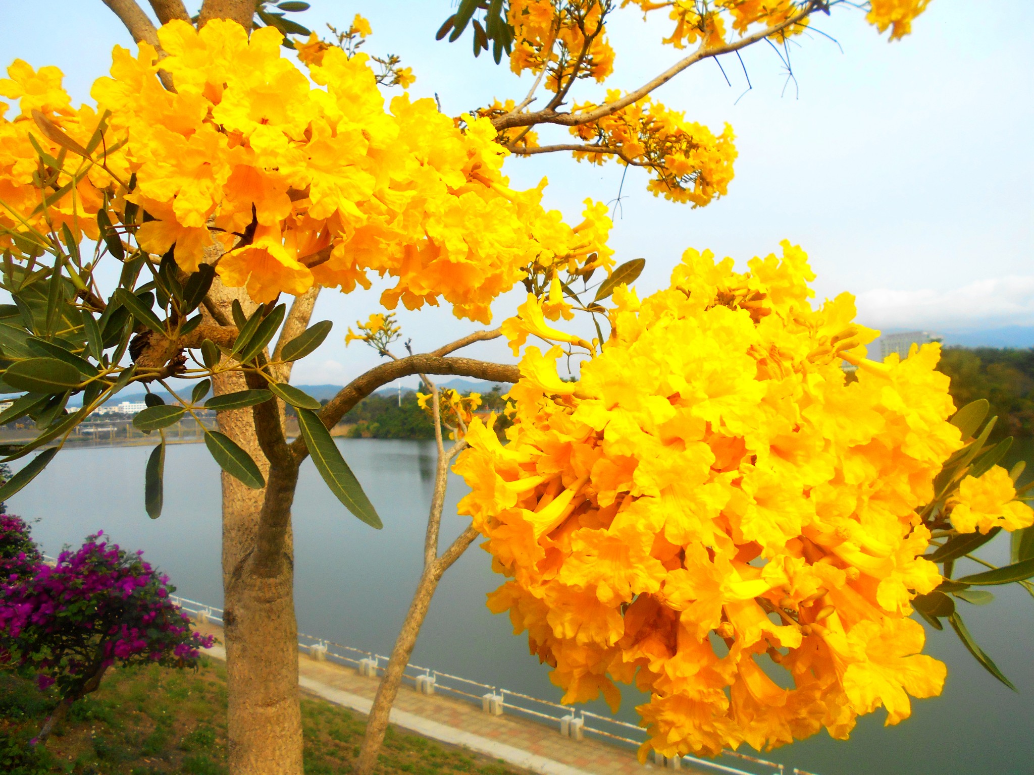 海南乐东——昌化江眫鲜花浪漫（下）